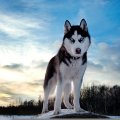 Lyanna