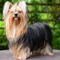 Xuxa
