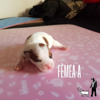 Fêmea A
