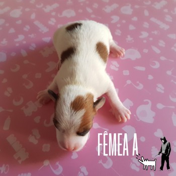 Fêmea A