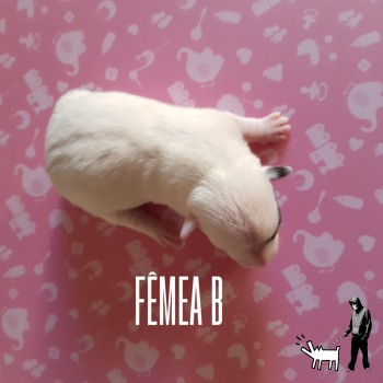 Fêmea B