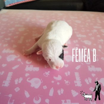 Fêmea B