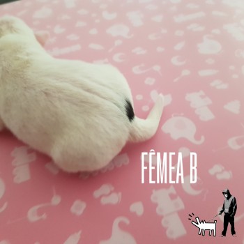Fêmea B