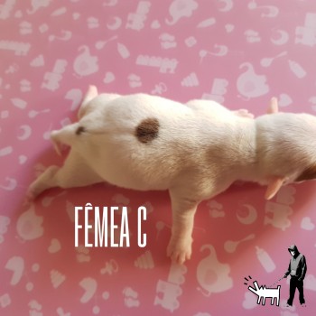 Fêmea C