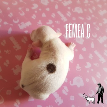 Fêmea C