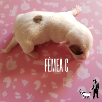 Fêmea C