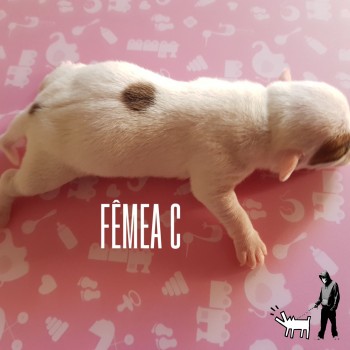 Fêmea C