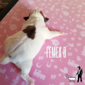 Fêmea D