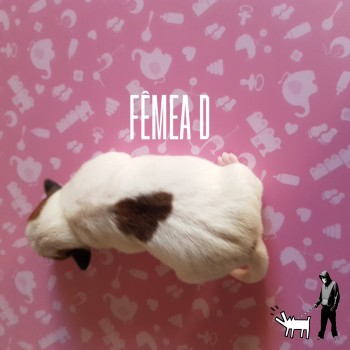 Fêmea D
