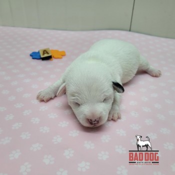 FÊMEA A - RESERVADA