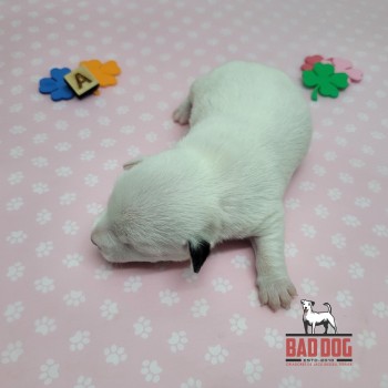 FÊMEA A - RESERVADA