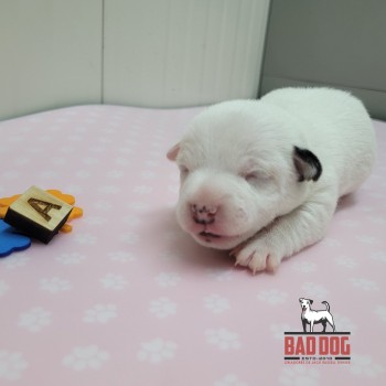 FÊMEA A - RESERVADA