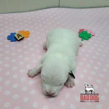 FÊMEA A - RESERVADA