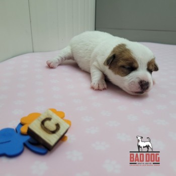 FÊMEA C - RESERVADA