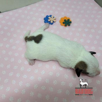 FÊMEA  A - RESERVADA