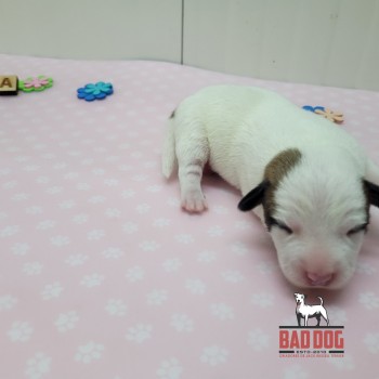 FÊMEA  A - RESERVADA