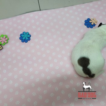 FÊMEA  A - RESERVADA