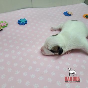 FÊMEA  A - RESERVADA