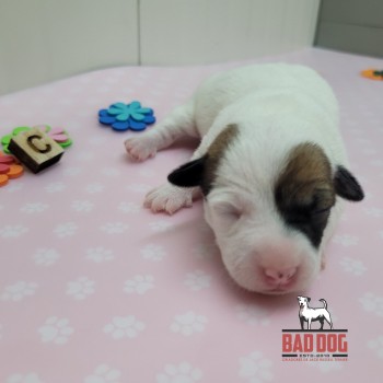 FÊMEA C - RESERVADA