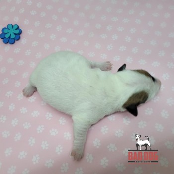 FÊMEA C - RESERVADA