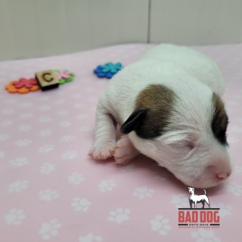 FÊMEA C - RESERVADA