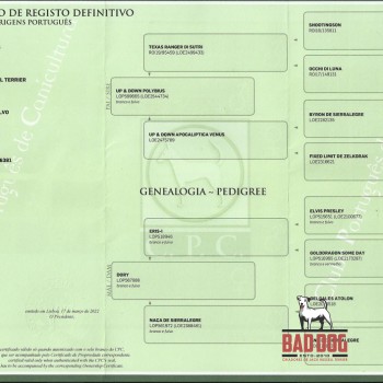Certificado de Registo no CPC.
Pode ser LOP ou RI.