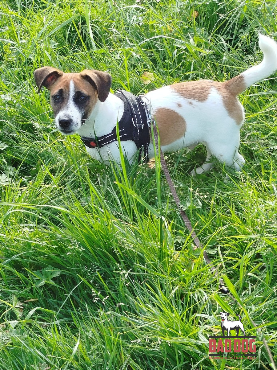 Bolt