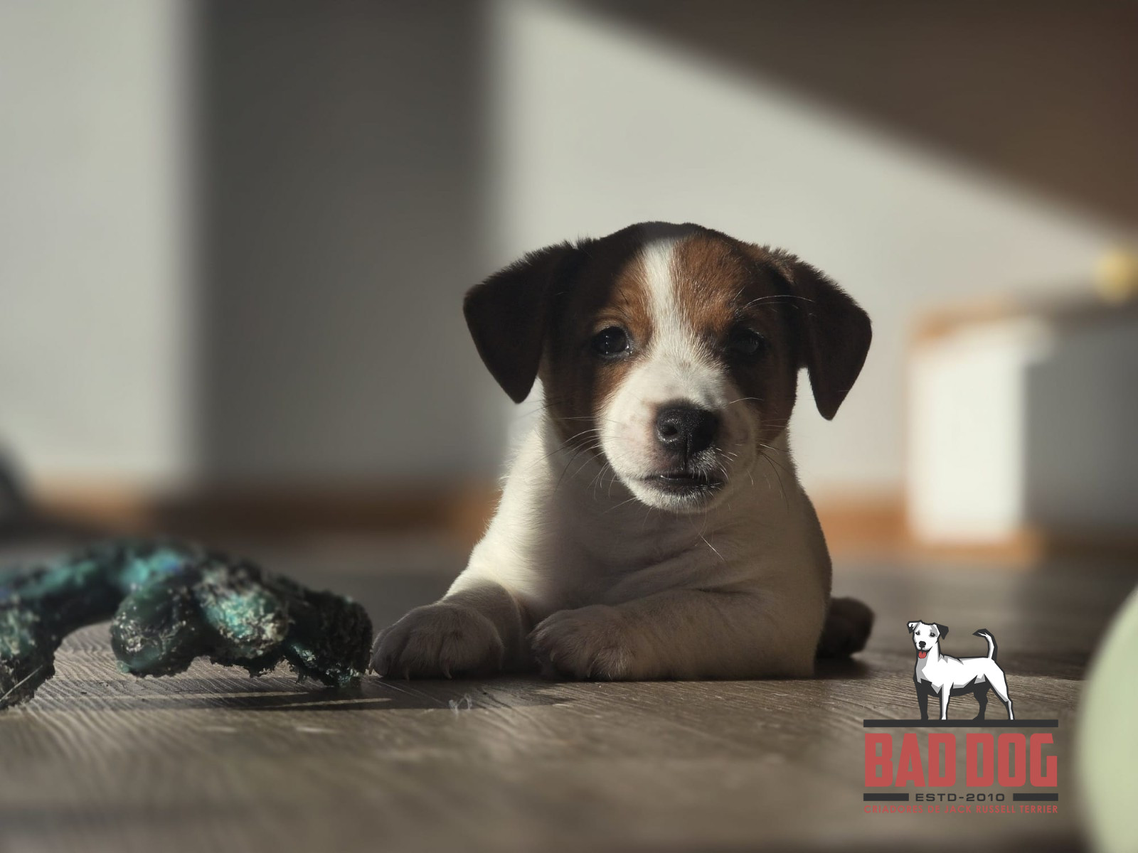 Leo - 8 semanas